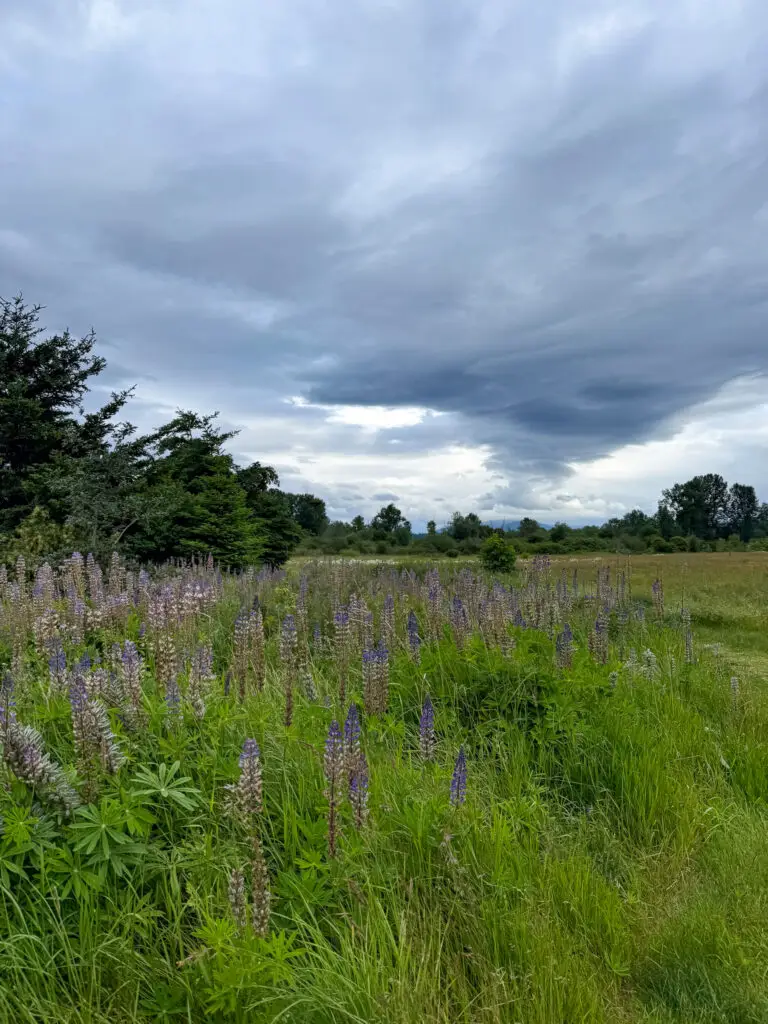 marymoor park redmond